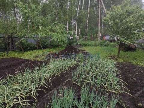dacha фото