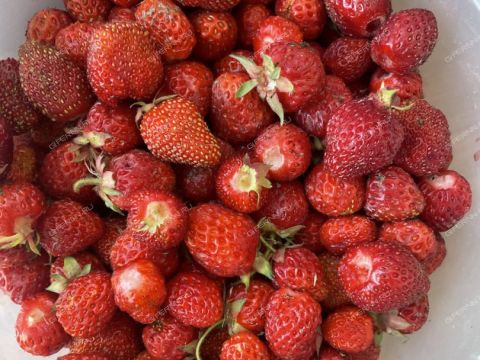 dacha-druzhba-86-snt-kstovskiy-rayon фото