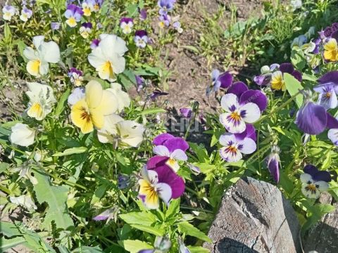 dacha-rabochiy-poselok-pervomayskiy-gorodeckiy-rayon фото