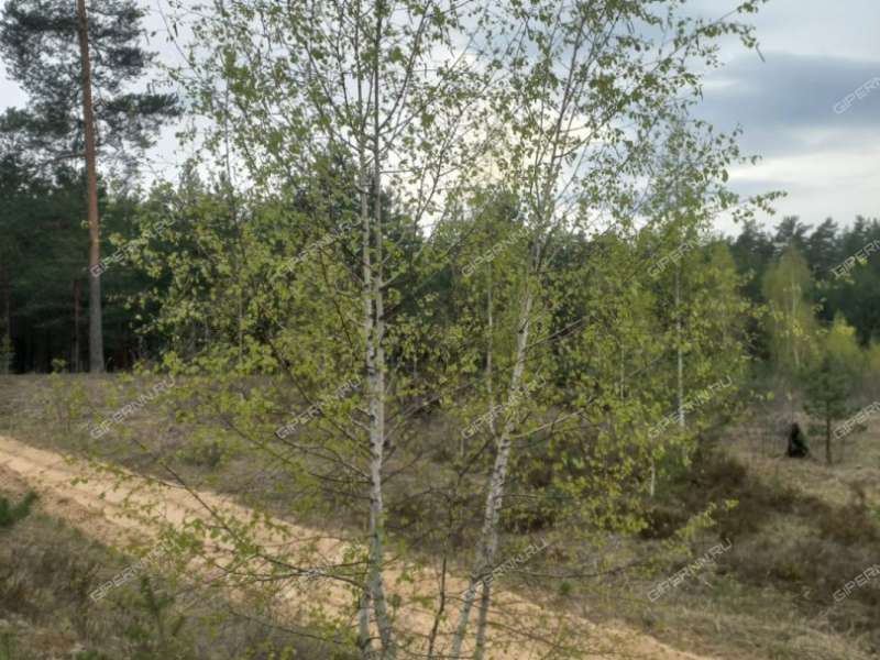 земельный участок 10 соток рабочий посёлок Малое Козино