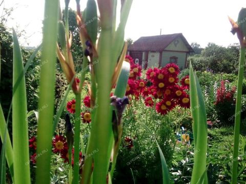 dom-selo-venec-sosnovskiy-rayon фото