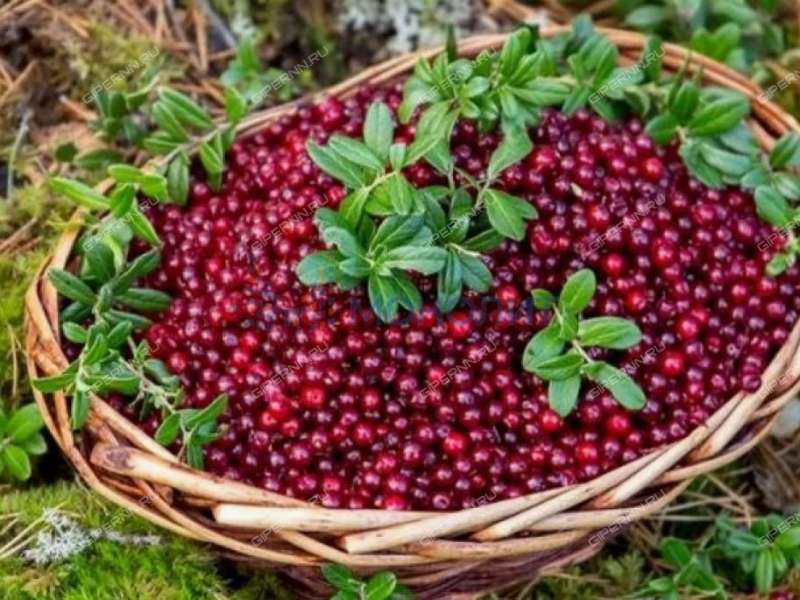 дом на улице Приозёрная село Нестиары