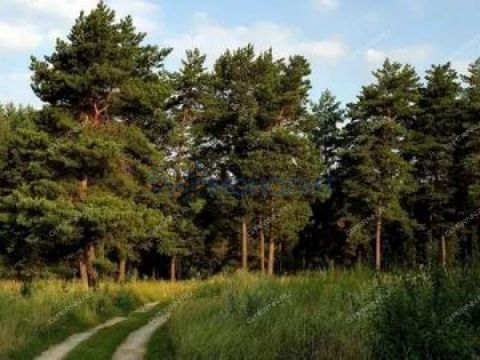 derevnya-royka-kstovskiy-rayon фото