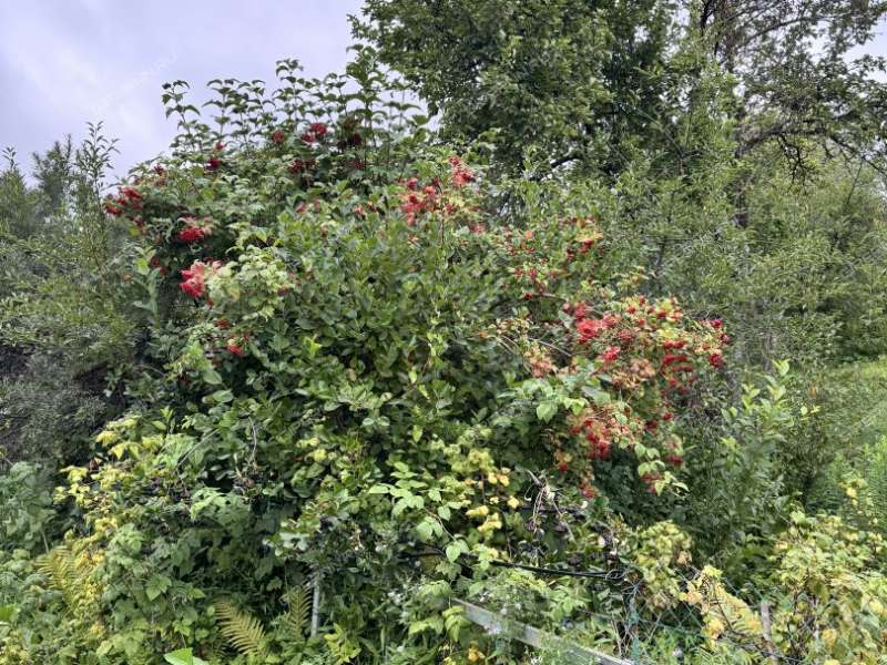 сад на Широтной улице