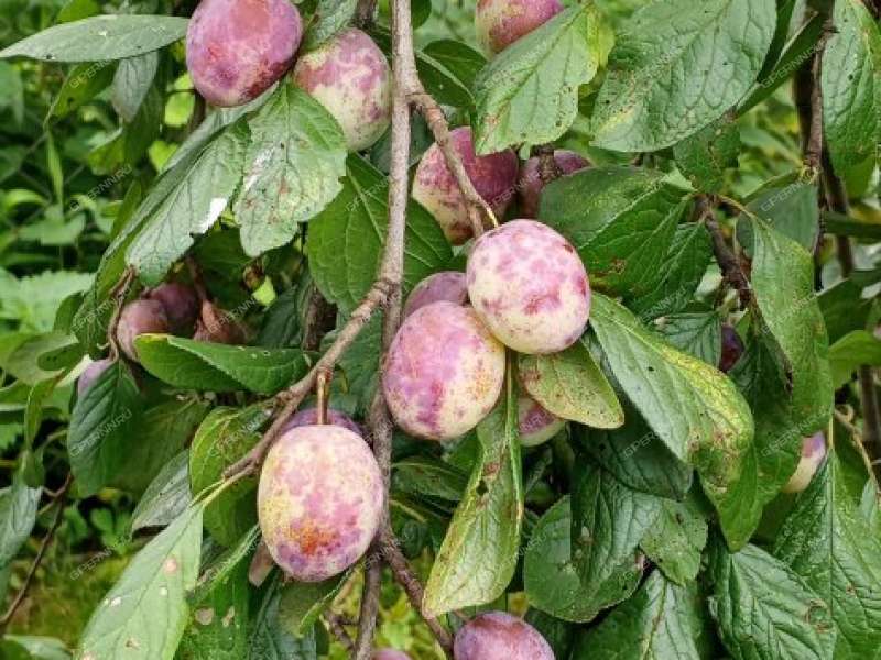 дом на СНТ Березовая Роща город Бор