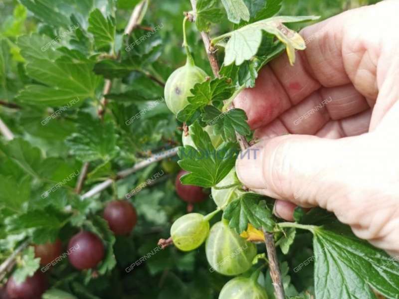 дом на - село Симбилей