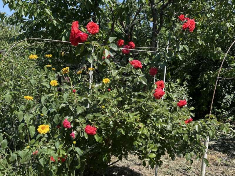 дача на СНТ Приволжье-2 сад город Кстово