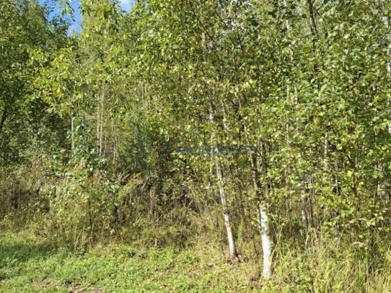 земельный участок 40,06 сотки Русь тер СнТ Русь