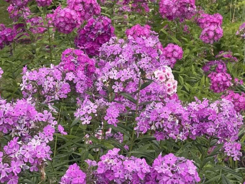 земельный участок 6 соток Советская улица деревня Макариха