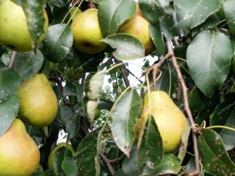 dom-gorod-bor-gorodskoy-okrug-bor фото